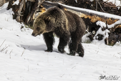 Grizzly Jam in Pelican Valley YNP 2025